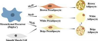 Emerging roles of histone deacetylases in adaptive thermogenesis